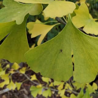 Yellow ginkgo leaves