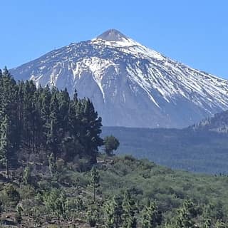 Mount Teide above a pine forest