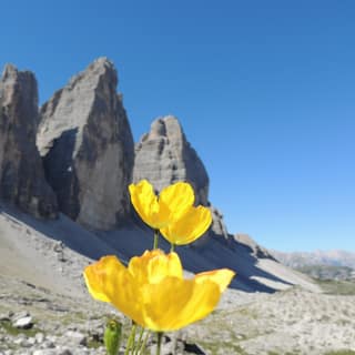 The Tre Cime di Lavaredo behind yellow flowers